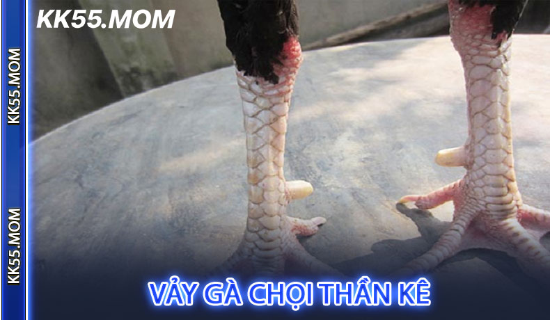 Vảy gà chọi thần kê
